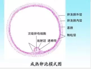 重慶送子鳥醫院